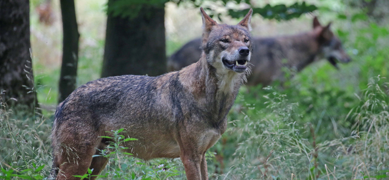 Farkasok megölése miatt akciózhatott az NNI Putnokon és Felsőnyárádon