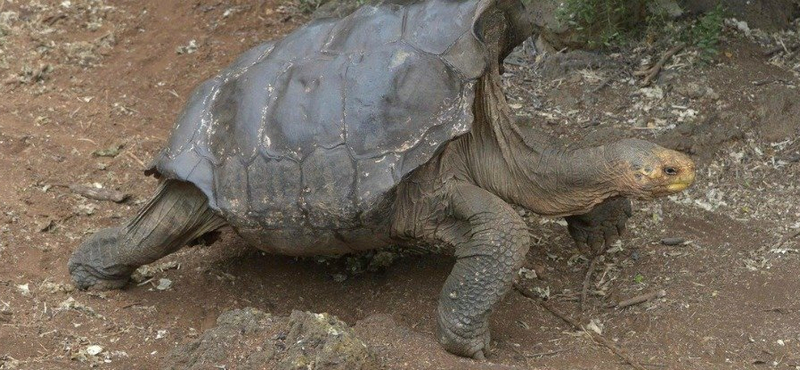 Szabadon engedik Galapagoson a százéves teknőst, aki megmentette a faját a kihalástól