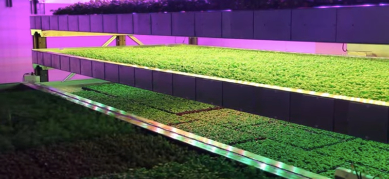GigaFarm épül Dubajban, minden egyes nap 8000 kilónyi zöldséget fog termelni