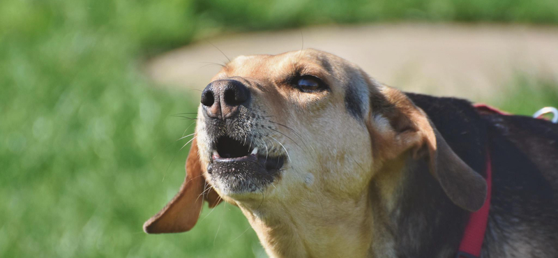 Már készül a kutyatartók álomgyógyszere: komoly áttörést hozhat, meghosszabbíthatja a nagytestű kutyák élettartamát