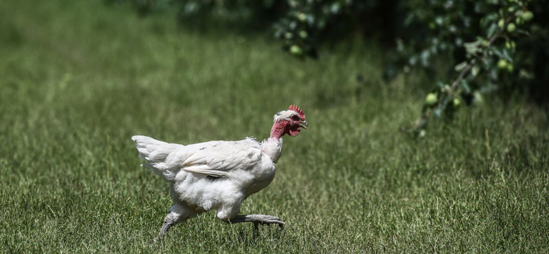 Az állataikat mentik a gárdonyi civilek, még tart az olajszennyezés felszámolása