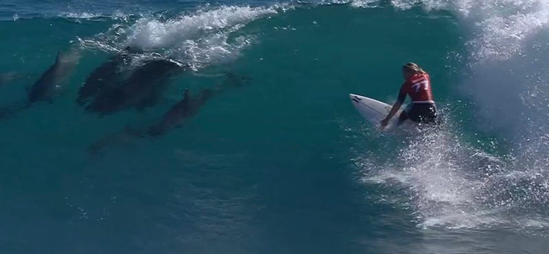 Delfinraj kísérte a szörföst, és még a bajnokságot is megnyerte – videó