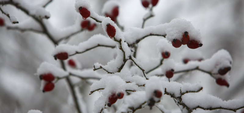 Adventi irodalmi naptár - december 10.