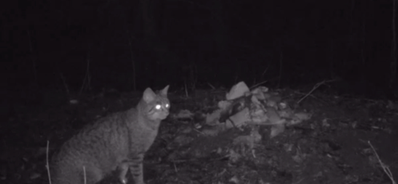 Róka és vadmacska kerülgette egymást a Tisza-tónál – videó