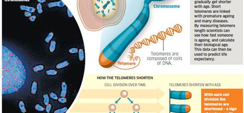 Az emberi DNS: két méter, és úgy néz ki, mint egy tányér tészta