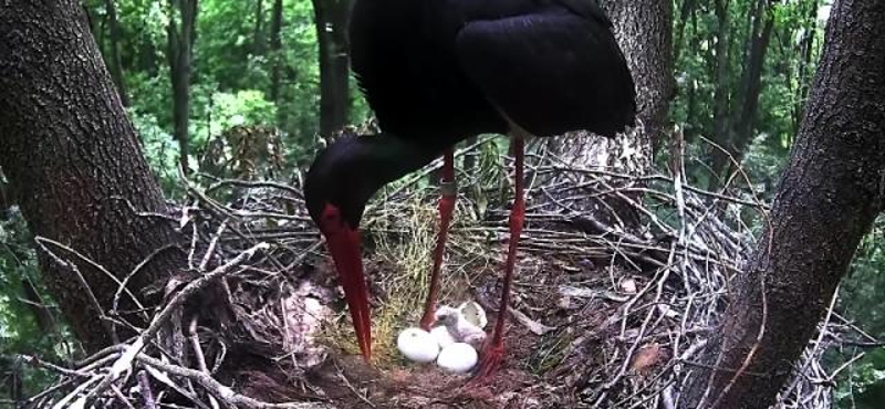 Kamera előtt keltek ki a kis fekete gólyák - fotó, videó