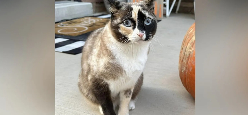 Túlélte a macska, hogy véletlenül egy rakás munkavédelmi bakanccsal együtt postázták Utahból Kaliforniába