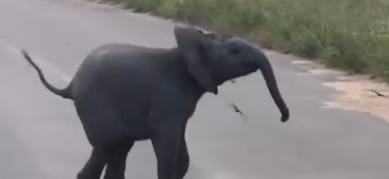 Ilyen, amikor egy bébielefánt madarakkal játszik – videó