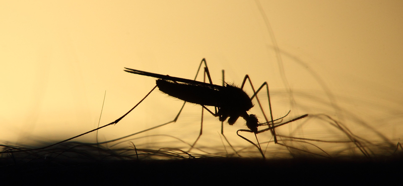 Ez bizony rossz hír: a hosszabb szúnyogszezon új betegségeket hozhat Magyarországra