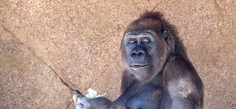 Meghalt Trudy, a legöregebb gorillanő