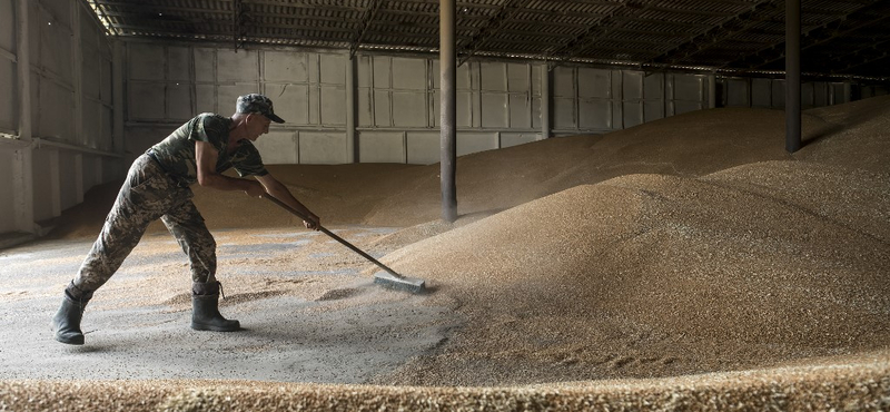 Hegyekben áll az eladatlan gabona – bajban a farmerek az Egyesült Államokban