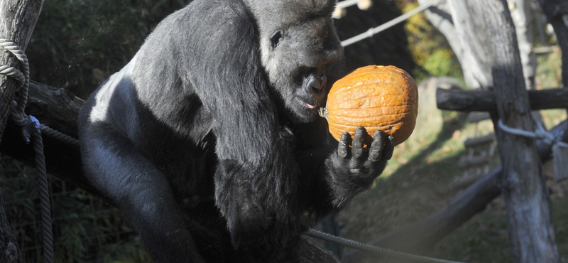 Jön a halloween: nézegessen cuki állatokat töklámpással az állatkertből!