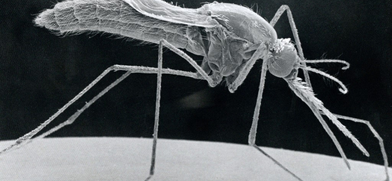 Új weboldalt indítottak a magyar kutatók a szúnyogok miatt, ön is segítheti a munkájukat