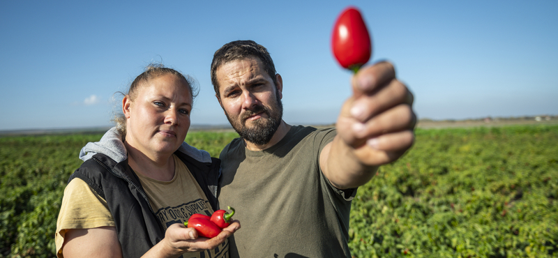 Chili magyar módra? Megnéztük, itthon miként termelik a jalapeñót