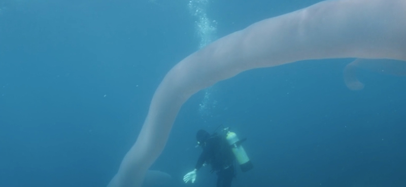 10 évig kutatott utána, végre videóra tudta venni a búvár a különleges tengeri állatot – videó