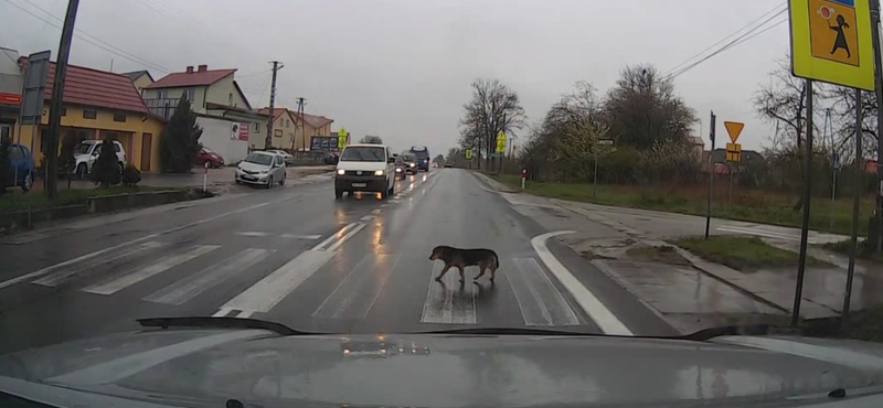 Ez a kutya olyan szabályosan közlekedik, hogy sokan példát vehetnének róla – videó