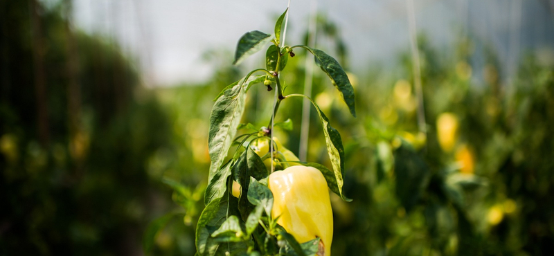 Kókadozik a forróságtól a paprika és a paradicsom