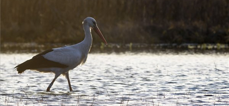 Tényleg jön a tavasz: hazaérkezett Báró – fotók