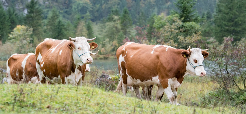 Határozatlan időre bezárták az állatsimogatót a fővárosi állatkertben