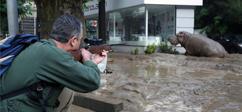 Eltűnt emberek és állatkerti állatok után kutatnak a grúz fővárosban