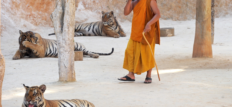 Elviszik a nagymacskákat a híres thaiföldi Tigris Templomból