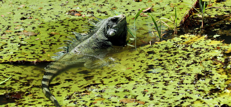 Szó szerint kiadták a kilövési engedélyt a floridai leguánokra