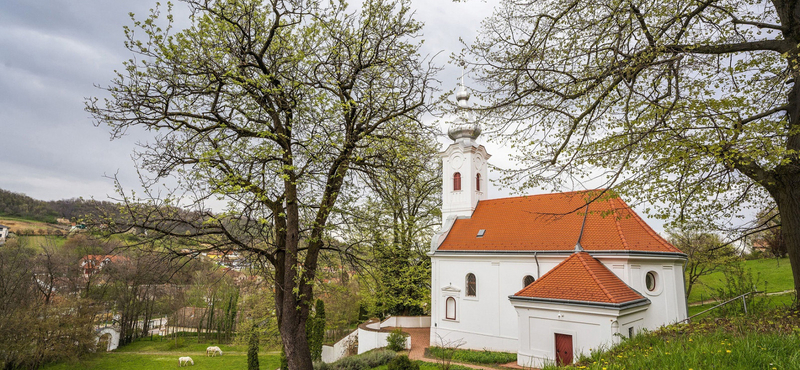 Szekszárdi berkenye lett az Év fája