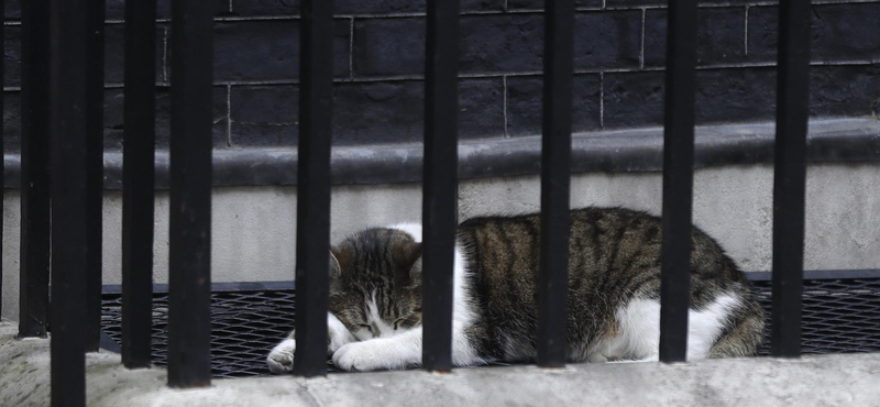 Kamerák előtt kergetett meg egy galambot a Downing Street macskája
