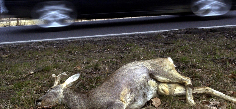 Ki fizeti a kárunkat, ha egy szarvassal karamboloztunk?