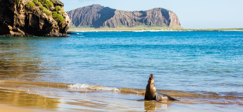 Kiképeztek 74 önkéntest a a Galápagos-szigeteken, hogy felmérjék, hogy áll az élővilág