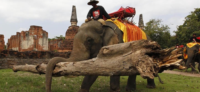 Ormányos segítség a thaiföldi árvízkárok eltüntetéséhez