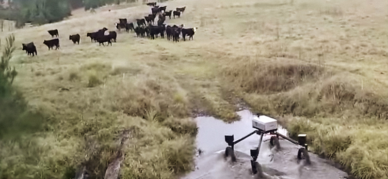 A juhászkutyáknak is befellegzett, jönnek pásztor robotok – videó