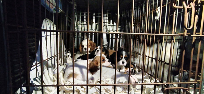 Több ezer kutyakölyköt exportált illegálisan külföldre egy ceglédi cég
