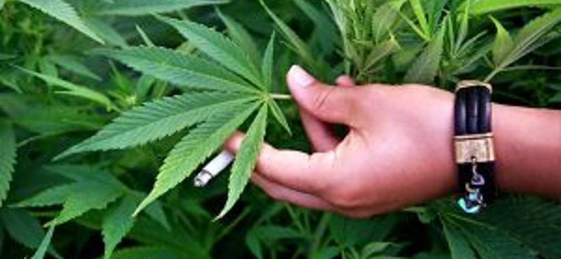 Kukoricásban termesztett kannabiszt egy lakiteleki férfi