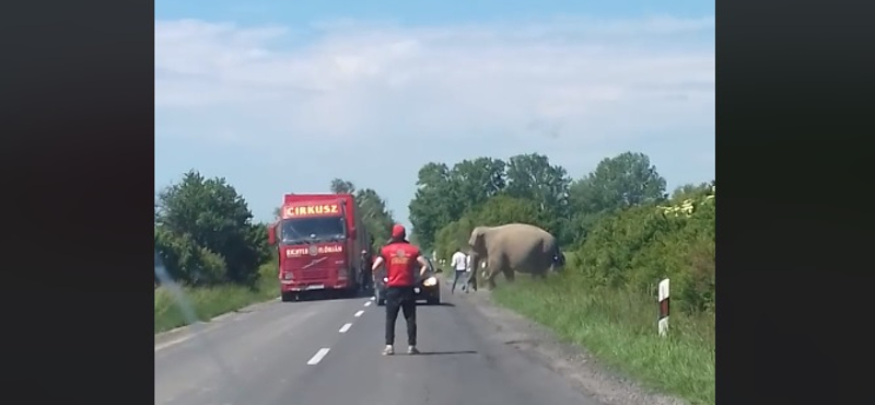 Elefánt sétálgatott a 6-os főúton