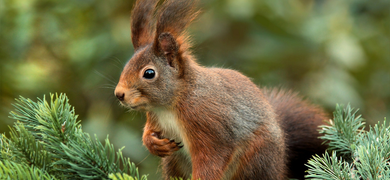 Mókusnépszámlálást tartanak a Central Parkban