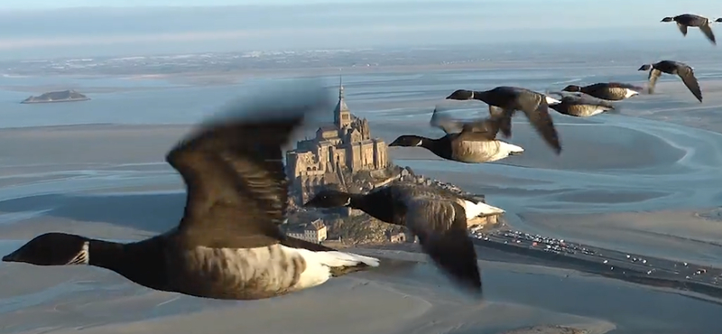 Páratlan felvételeket készít a madarak vonulásáról egy férfi – videó