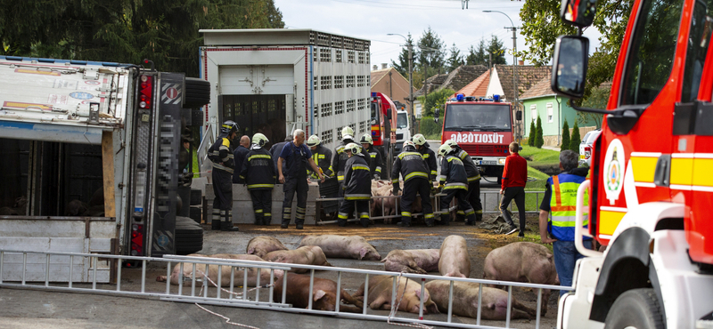 Felborult egy sertésszállító kamion Böhönyén, több állat elpusztult