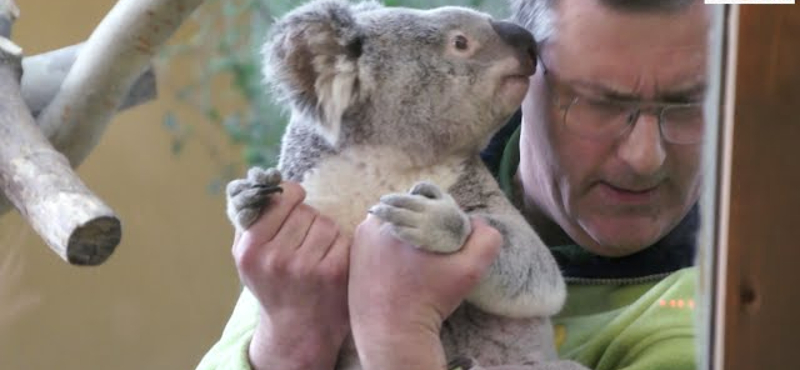 L. Simonnak nincs viszonya a koalákkal, Tarlós inkább delfin lenne - videó