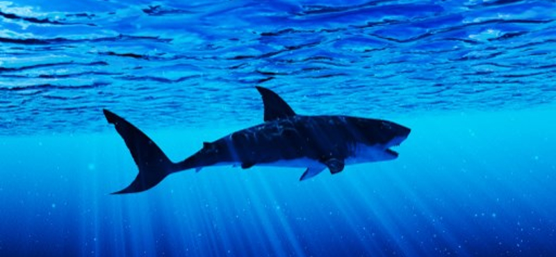Két nap alatt három cápatámadás történt egy floridai strandon