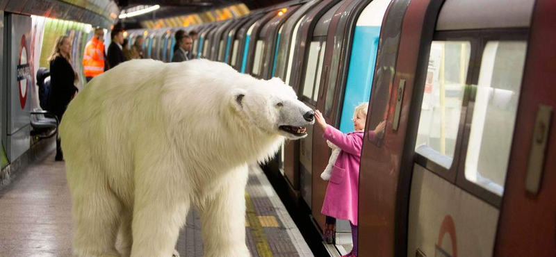 Zseniális marketing: jegesmedve szállta meg a londoni metrót – videó