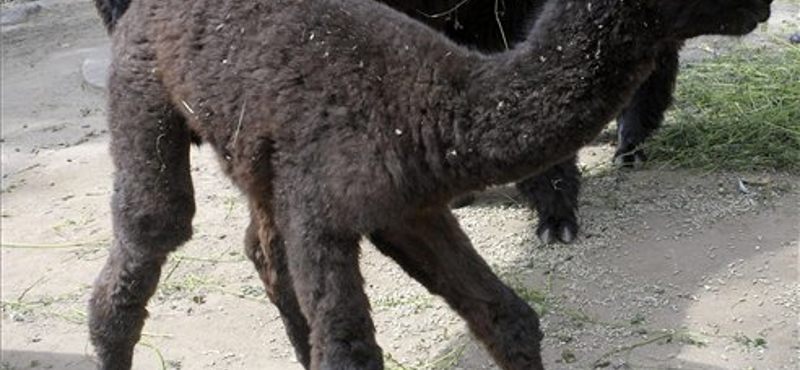 Fényképek a Pesten született alpakacsikóról