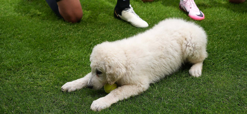 Egy három hónapos kuvasz lett a Paksi FC kabalaállata