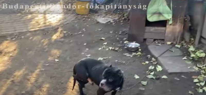 Tiltott állatviadalokat tartott egy budapesti férfi, egy elpusztult kutyát és több kutyakölyköt is találtak nála