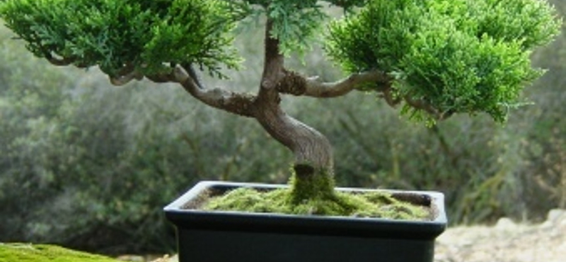 Bonsai fa nevelése otthon - Kicsi növény nagy igényekkel