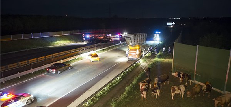 Tehenek szenvedtek balesetet hajnalban az M0-án - fotók