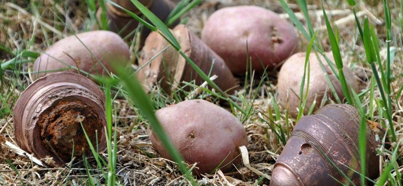 Krumplik közé keveredett bombákhoz riasztották a tűzszerészeket Dunaegyházán