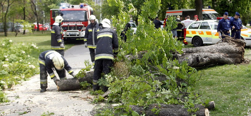 Fa dőlt egy gyerekre és anyjára Budapesten 