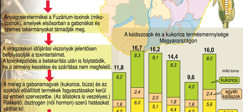 Hogyan kerül toxin a kenyérbe? – grafika