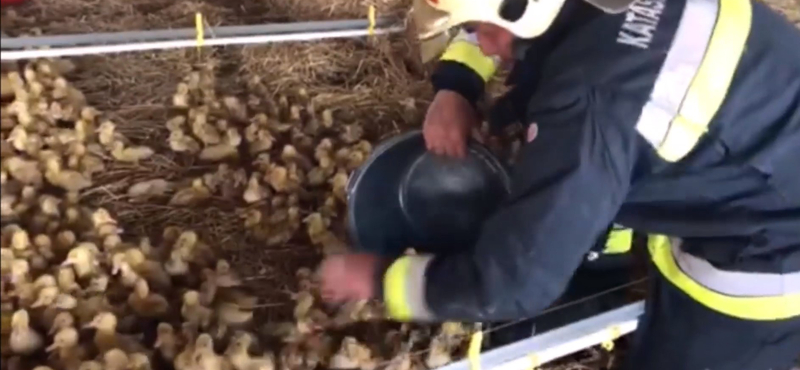 Húszezer kiskacsát mentettek ki a tűzoltók egy hajdúböszörményi tűzből – videó